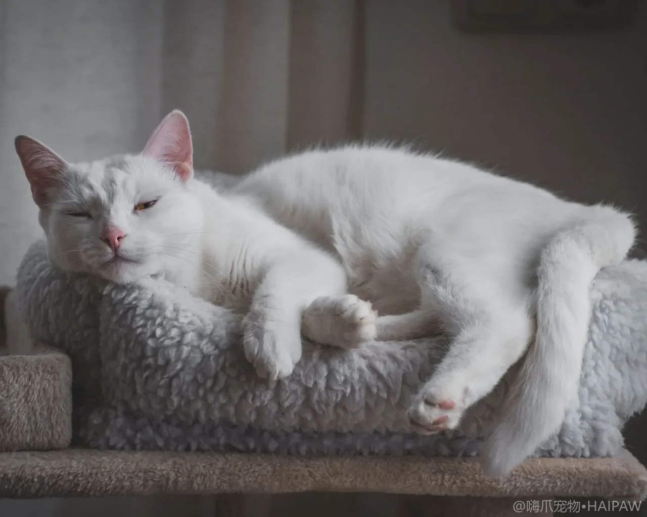 多猫挤一个猫砂盆总出事怎么分？多猫猫砂盆配置与防抢盆冲突方案