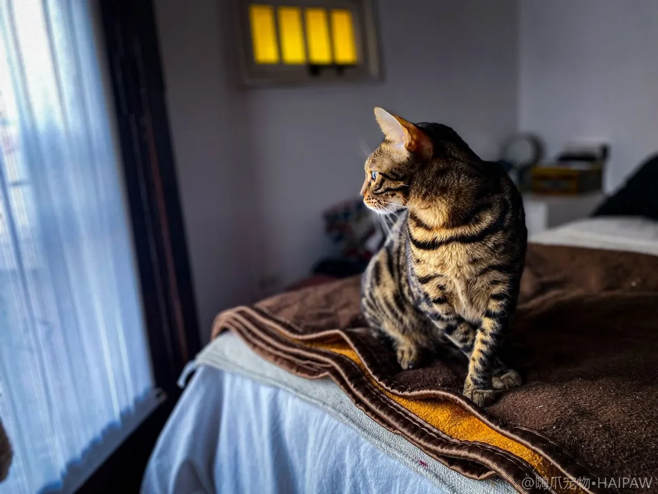 多猫家庭里猫会互相模仿行为吗？行为传染的成因与正向引导