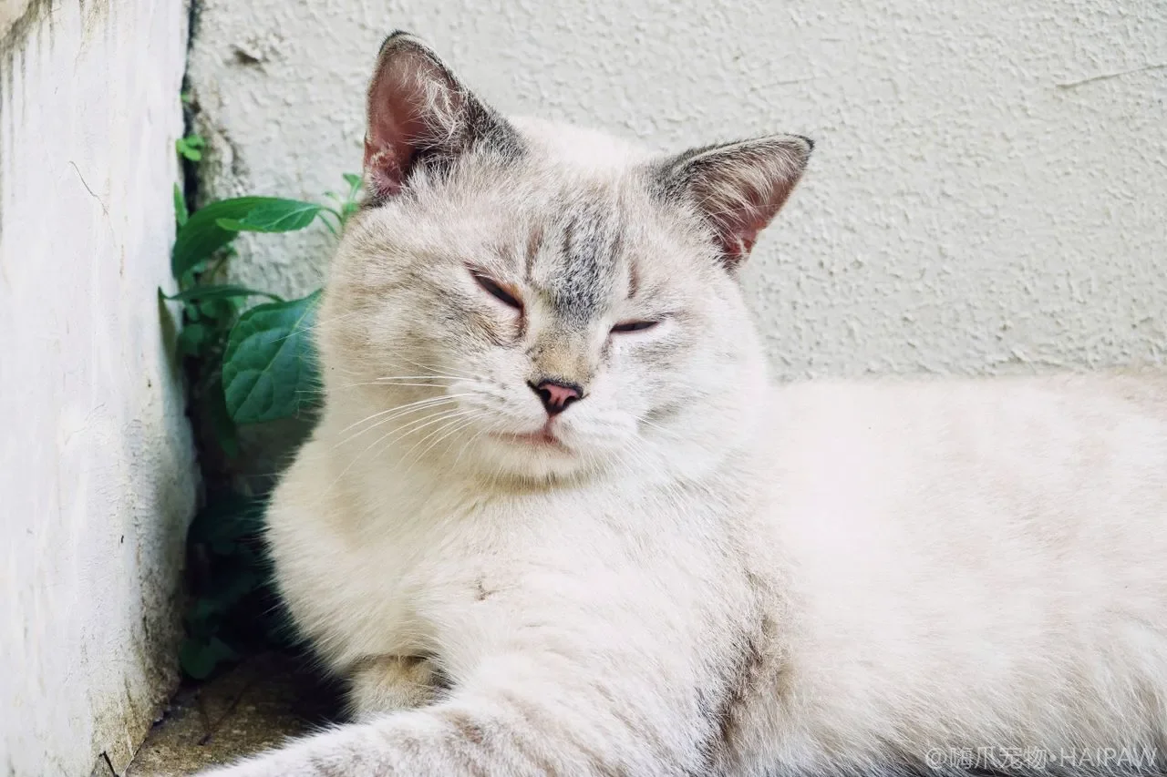 多猫家庭怎样关注到每只猫？从饭量到如厕的个体化观察清单