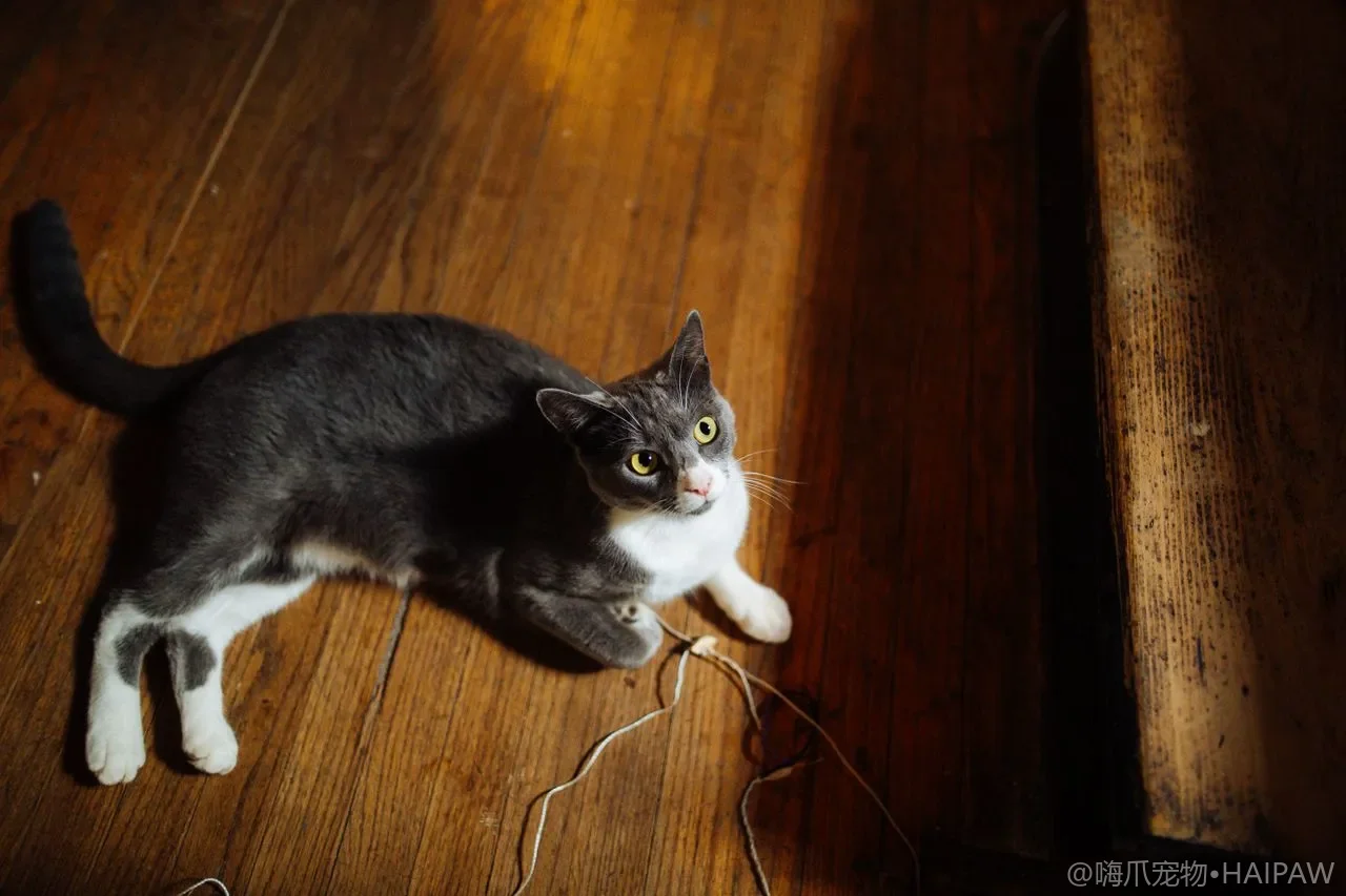 多猫家庭搬家怎么减少应激?分猫安顿与气味过渡的实操方案 多猫家庭搬家怎么减少应激?分猫安顿与气味过渡的实操方案