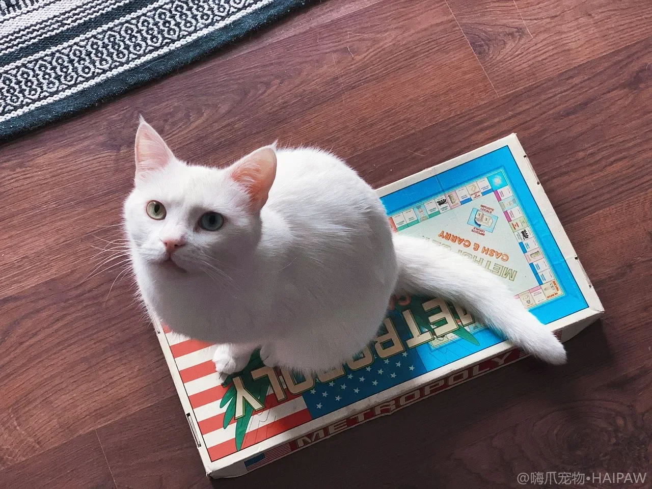 多猫家庭喂食分区管理：防抢食与个体饮食监控的实操方案