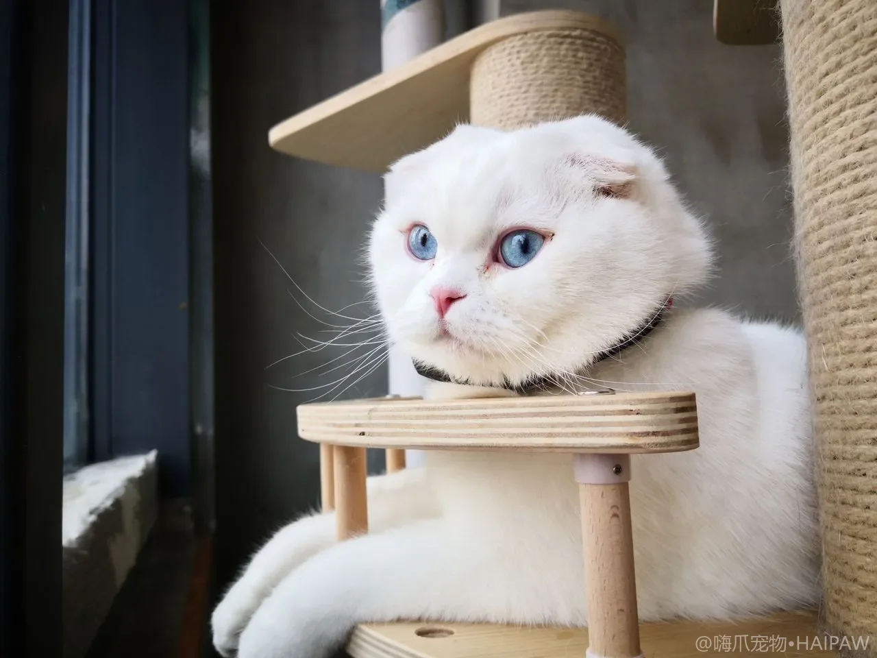 新猫与原住民的气味交换过渡法：循序渐进减少敌对