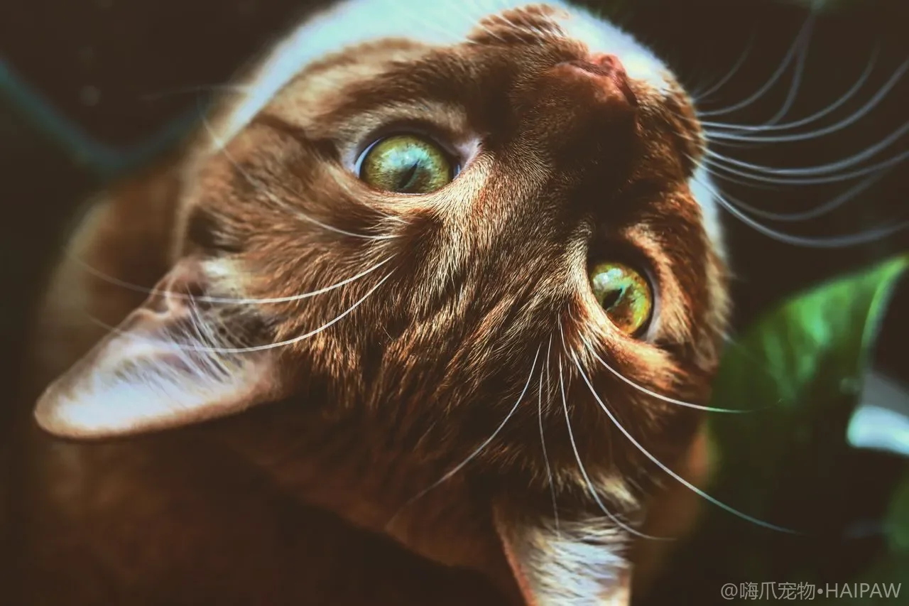 多猫家庭中老年猫与年轻猫的相处：代际差异与特殊照顾需求
