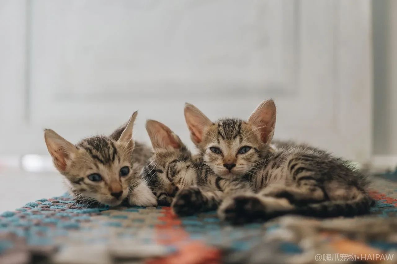 猫咪外出包的选择与适应训练：从背包类型对比到出行脱敏的完整攻略