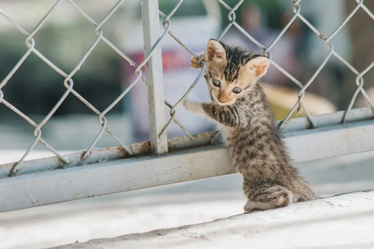猫咪泪痕形成机制与全面护理方案：从泪溢原因排查到日常清洁与染色修复