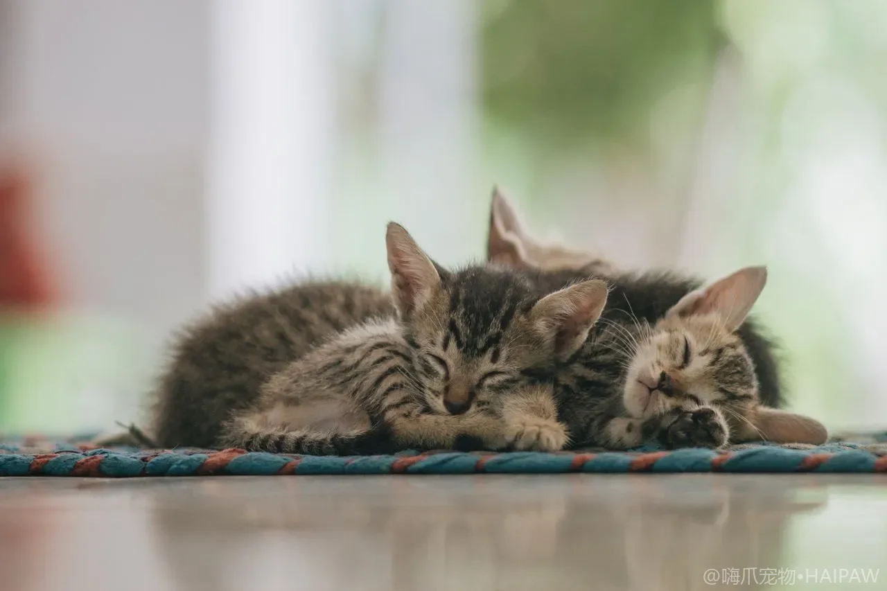 猫咪脚垫干裂与磨损的护理方案：从环境保湿到护足霜的选择与使用指南