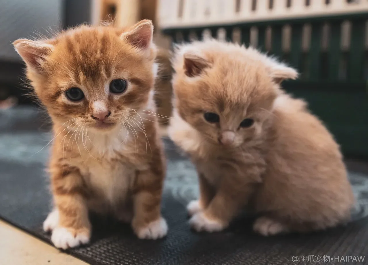 猫咪乱尿行为深度排查手册：从健康筛查到如厕环境优化的系统性解决方案