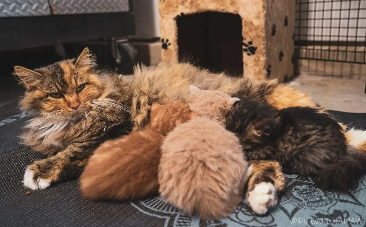 猫咪粪便形态与如厕频率的健康监测：从便便颜色、质地到排便习惯的完整解读