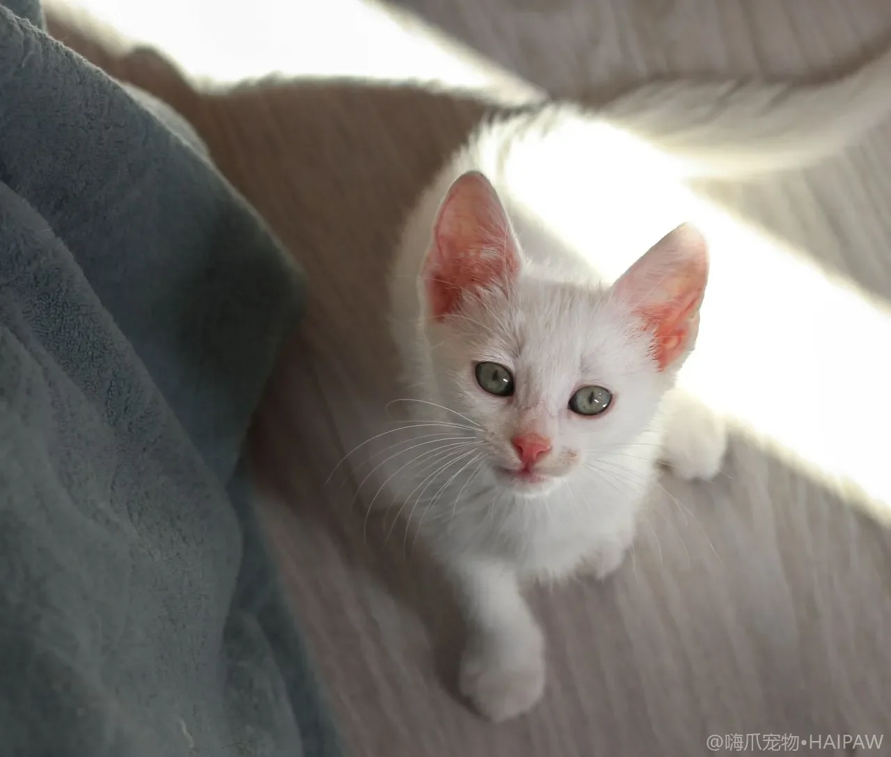 猫咪指甲异常生长全解：过长老化、断裂分层、病变识别与科学修剪指南