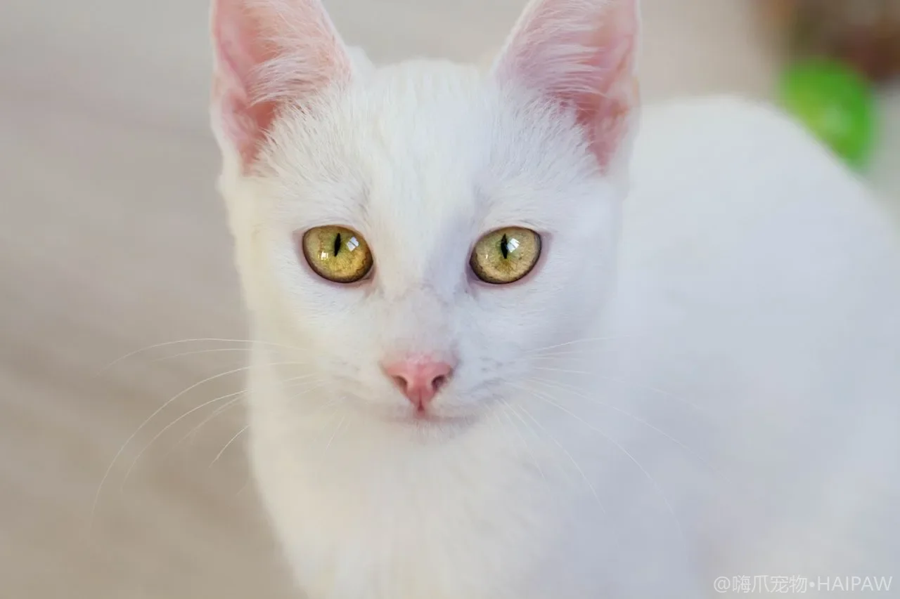 猫咪刷牙训练的六周渐进方案：从指套到牙刷的脱敏步骤与常见困难突破