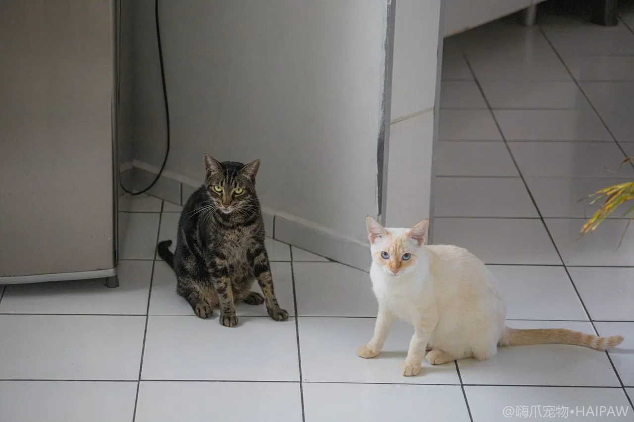 猫咪对着空气突然凝视或扑击的行为解析：视觉残留、微虫还是捕猎本能的触发？