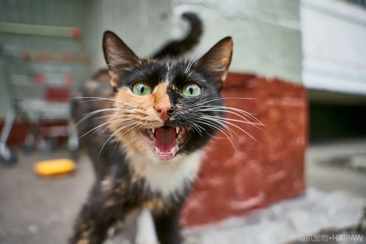 猫咪皮肤上出现肿块不要慌：从脂肪瘤到蚊虫叮咬的常见皮下异常排查指南