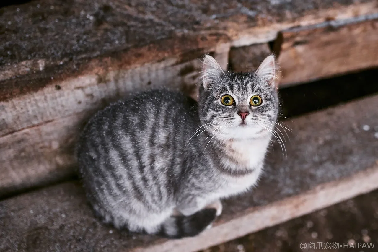 猫咪必需脂肪酸全解析：Omega-3与Omega-6的科学配比、食物来源与补充策略