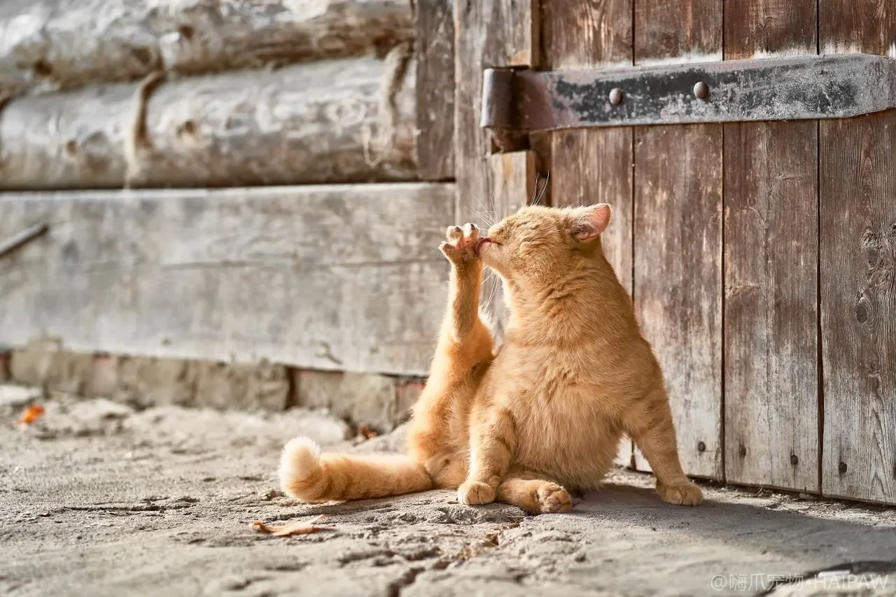 猫咪对食物温度与质地的偏好：从罐头加热技巧到冻干复水比例的实用指南