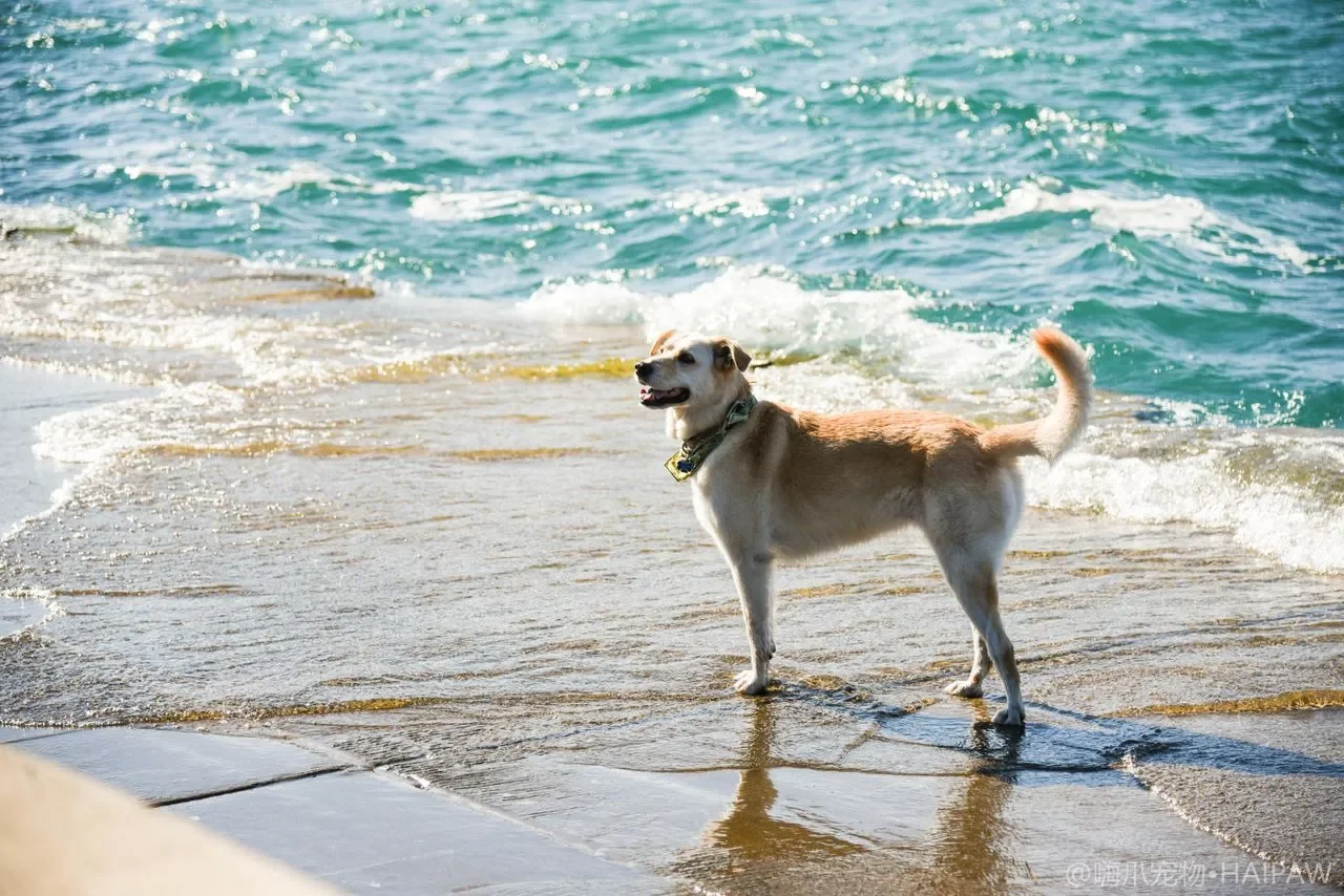 犬类生骨肉喂养指南：BARF饮食的科学原理与安全实施方案