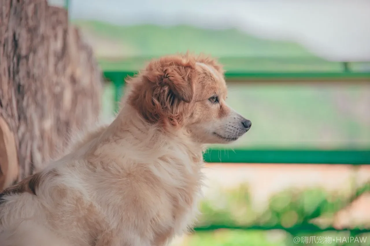 犬类脂肪与Omega脂肪酸指南：必需脂肪酸来源与皮肤毛发健康
