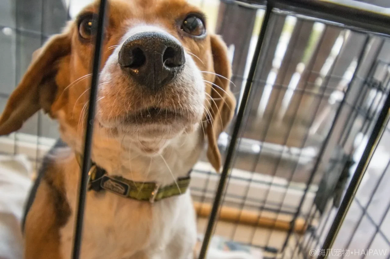 犬类关节与骨骼健康管理指南:髋关节发育不良、十字韧带损伤与康复方案 犬类关节与骨骼健康管理指南:髋关节发育不良、十字韧带损伤与康复方案