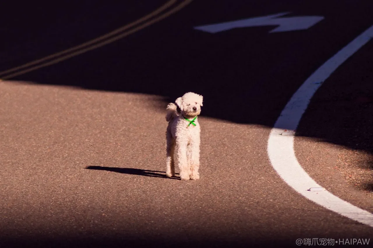 狗狗社交行为训练指南：从幼犬到成年犬的社交礼仪与问题行为纠正