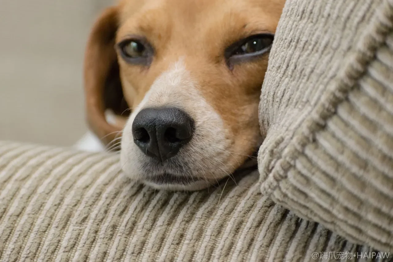 犬类牙科疾病预防与口腔健康管理指南：牙周病、牙结石与全身健康的隐秘关联