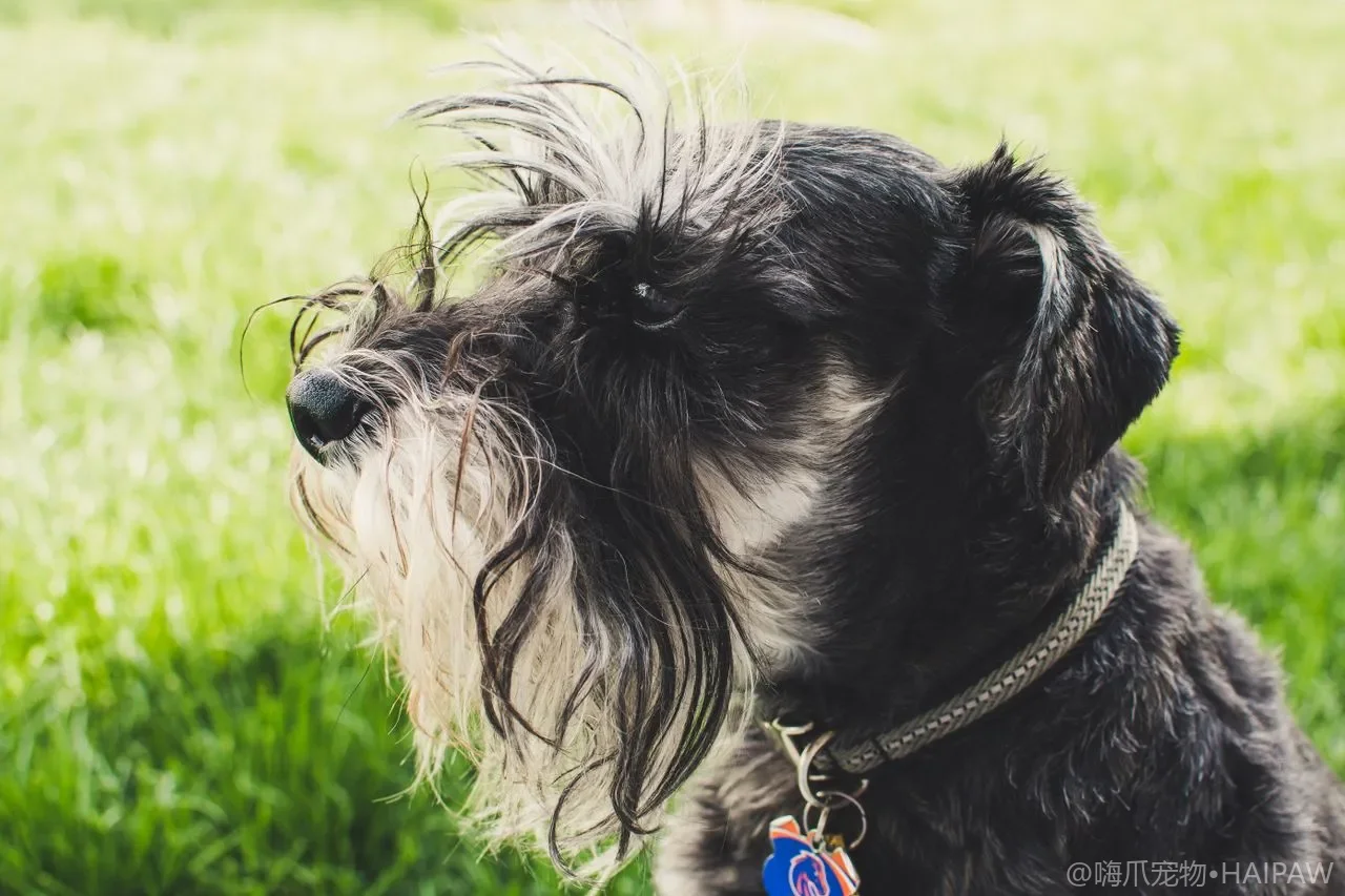 犬类常见眼病识别与防治：白内障、青光眼、干眼症与进行性视网膜萎缩