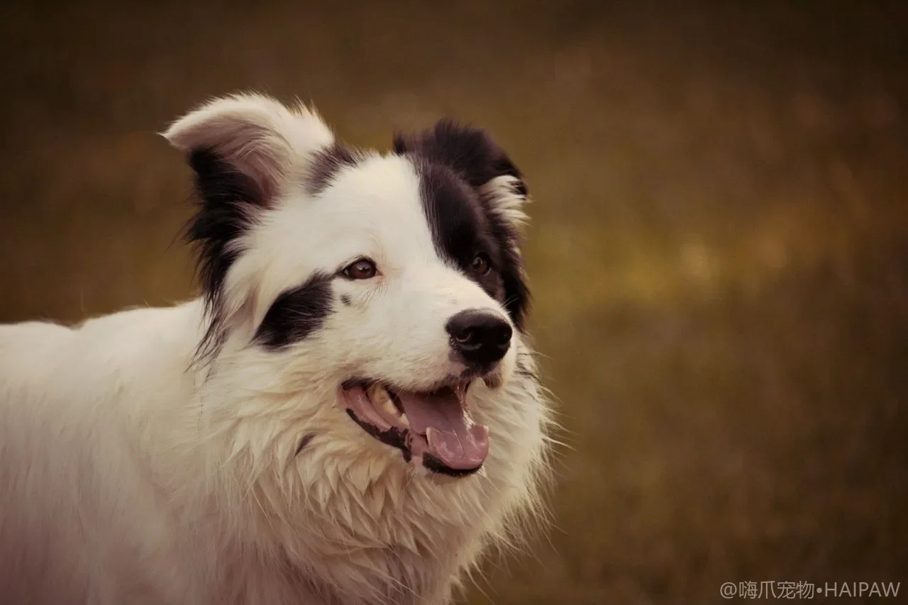 犬类呼吸道感染识别与护理指南：感冒、犬窝咳与肺炎的症状区分与家庭护理