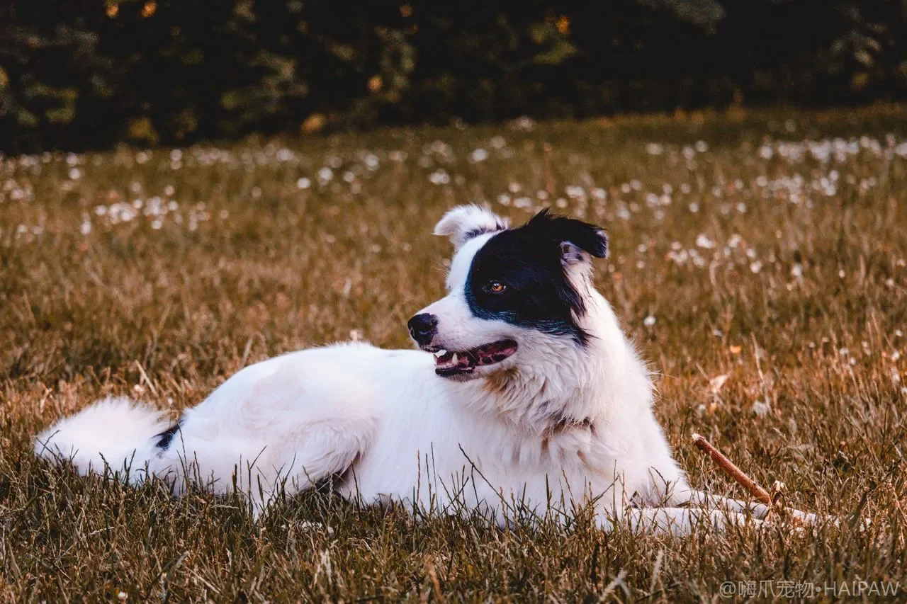 犬类泌尿系统健康管理指南：尿路感染、结石与膀胱炎的识别与预防
