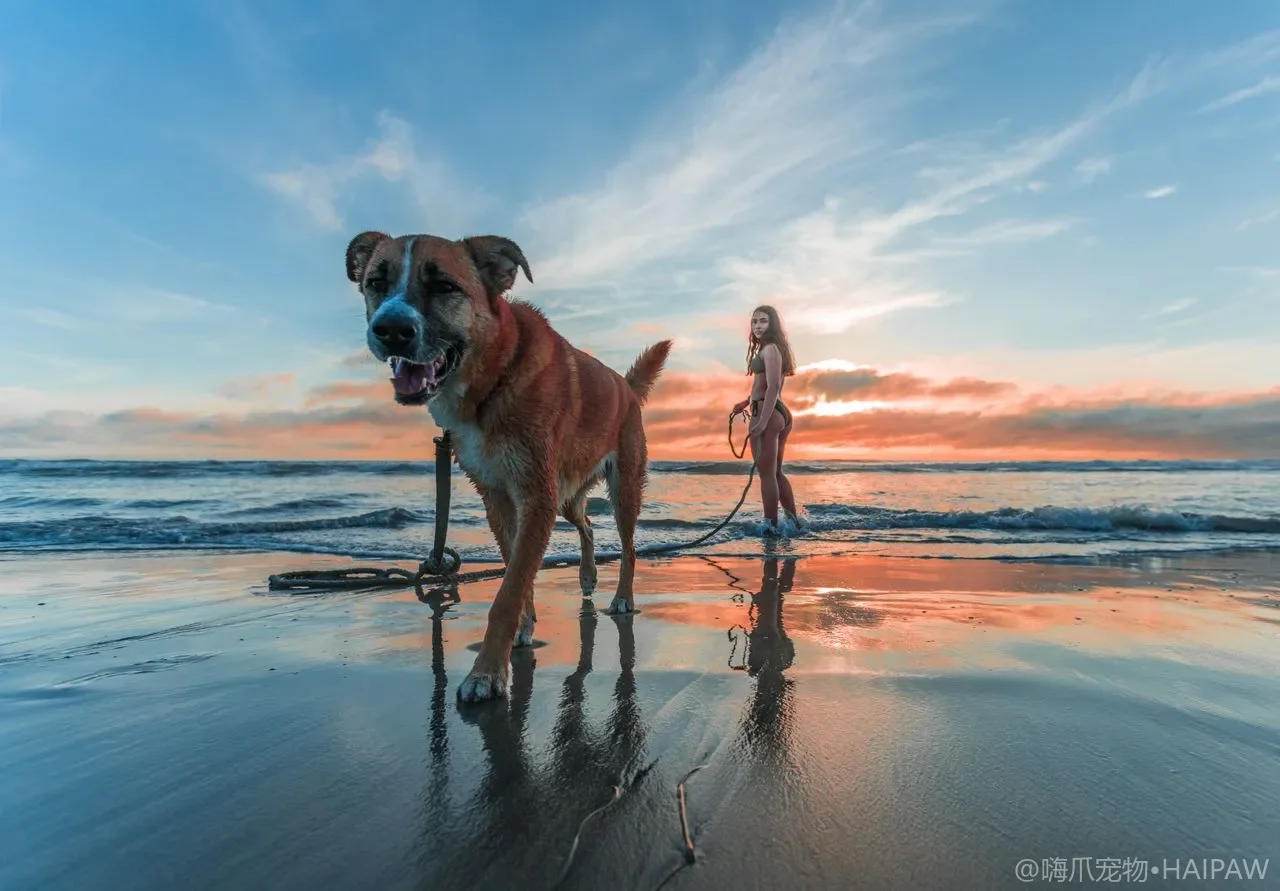 犬类癫痫识别与日常管理：发作类型、急救处理与长期用药