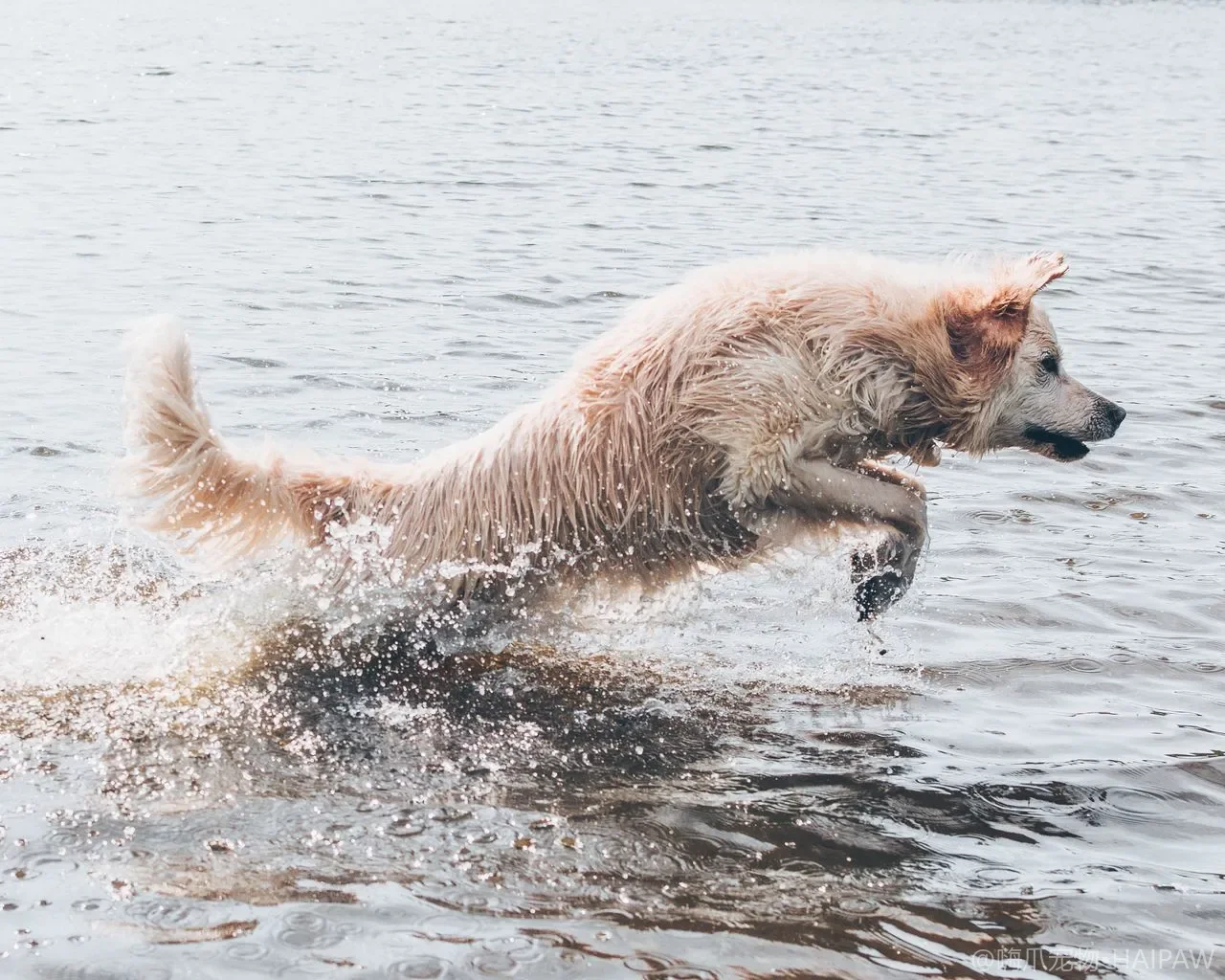 犬类肝脏疾病早期识别与日常养护：黄疸、腹水与肝功能保护