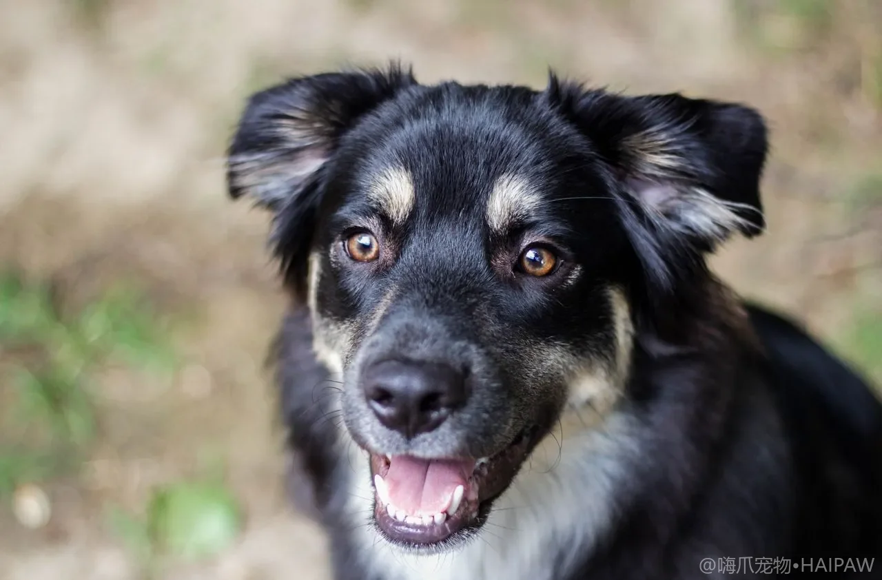 犬类碳水化合物需求与膳食纤维指南：能量来源与肠道健康