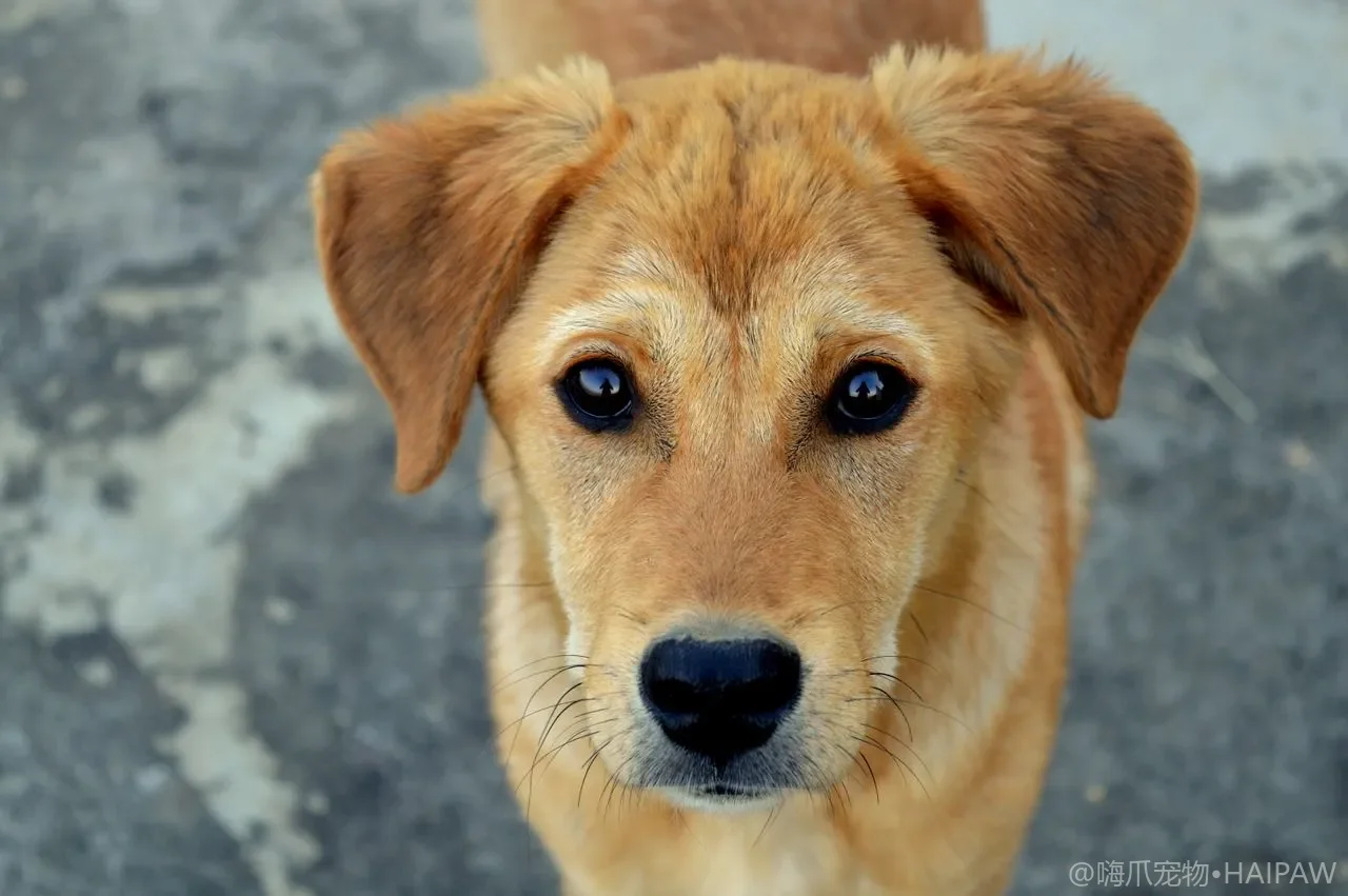 狗狗眼周清洁与面部美容护理指南：泪痕预防、眼屎清理与面部毛发管理
