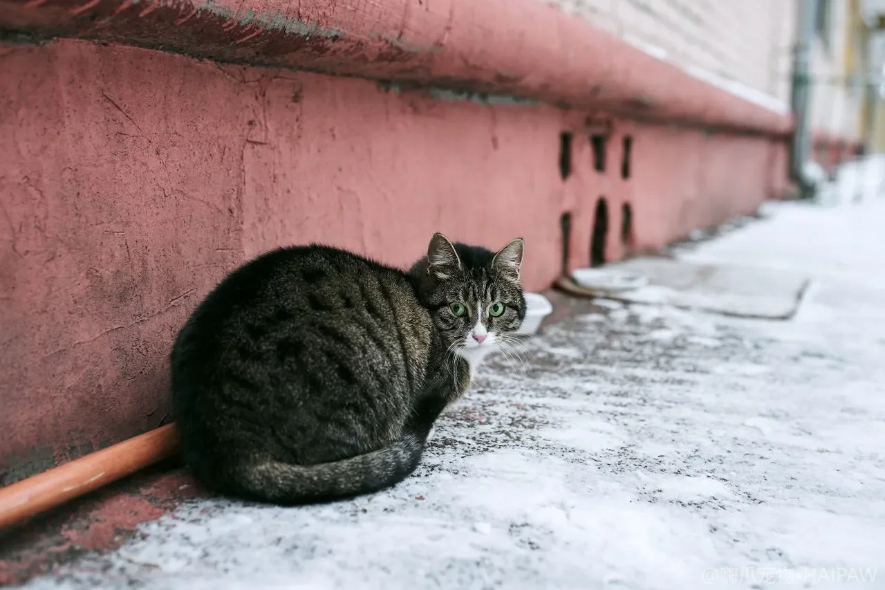 猫咪突然不理你躲在角落是在记仇吗?从冷处理行为看猫的情绪记忆与信任修复 猫咪突然不理你躲在角落是在记仇吗?从冷处理行为看猫的情绪记忆与信任修复
