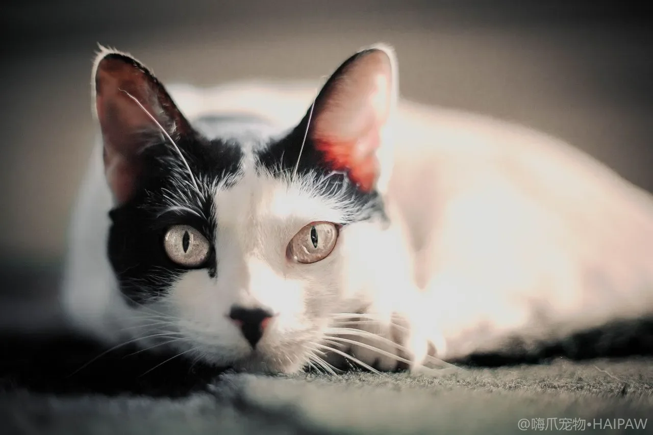 夏天猫咪不怎么喝水怎么办？从季节性饮水量下降看补水策略与骗水技巧的实际效果