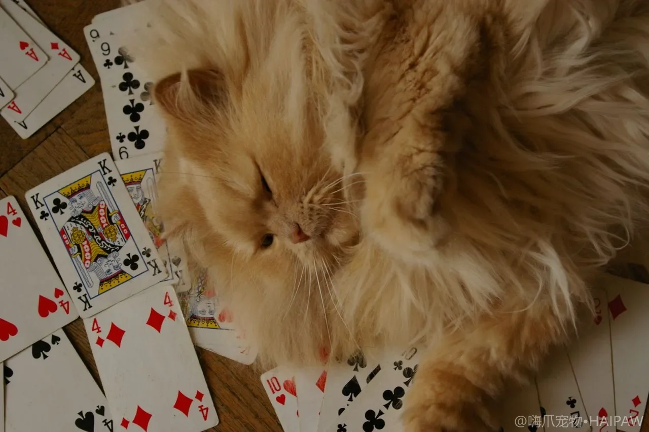 猫咪牙齿根部被身体吸收是怎么回事?猫牙吸收症的早期信号与拔牙时机 猫咪牙齿根部被身体吸收是怎么回事?猫牙吸收症的早期信号与拔牙时机