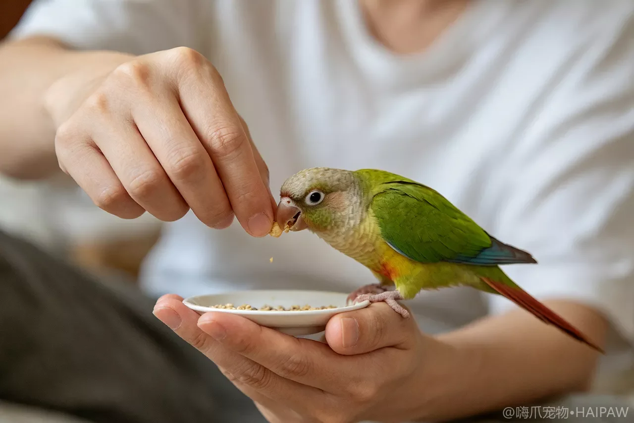 鹦鹉对你吐食是怎么回事？反哺行为的成因与应对