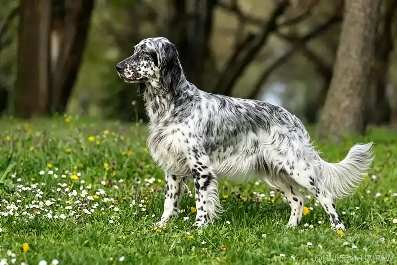 英国塞特犬品种图鉴：性格、饲养难度与适合人群全解析