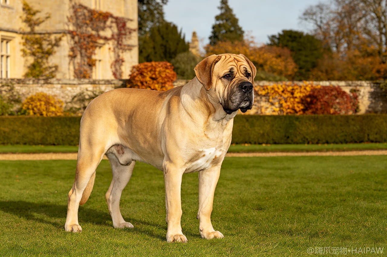 英国獒犬品种图鉴：性格、饲养难度与适合人群全解析