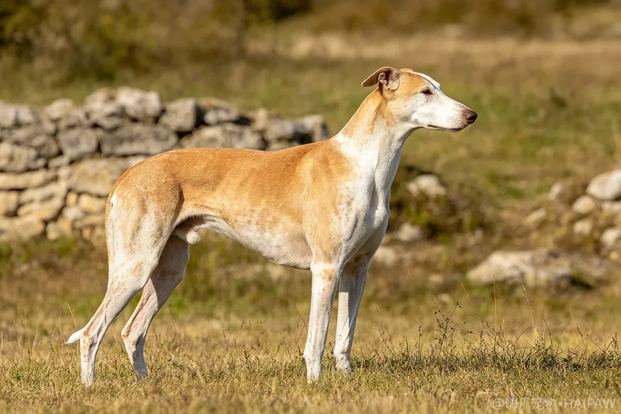 匈牙利灵缇犬品种图鉴：性格、饲养难度与适合人群全解析