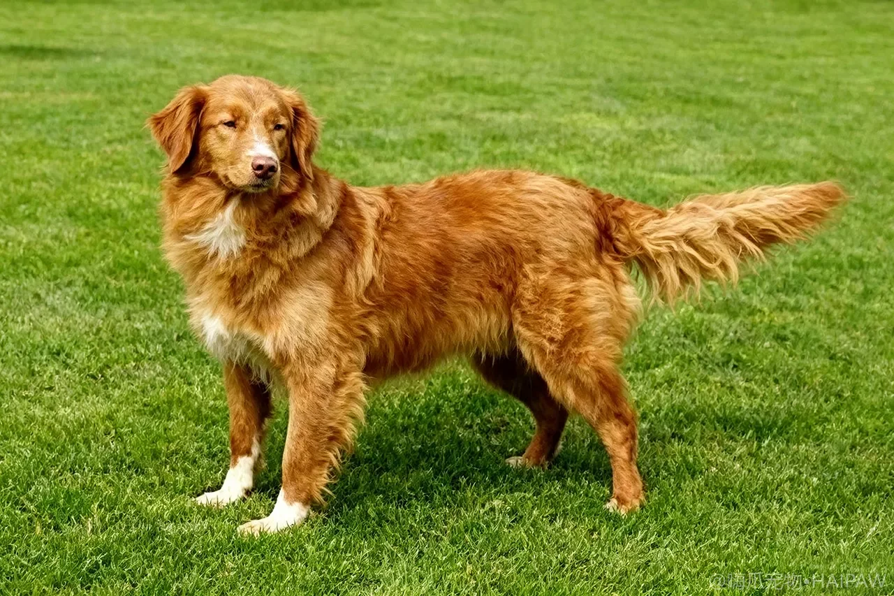 新斯科舍诱鸭寻回犬品种图鉴：性格、饲养难度与适合人群全解析