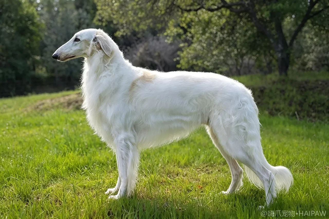 苏俄猎狼犬品种图鉴：性格、饲养难度与适合人群全解析