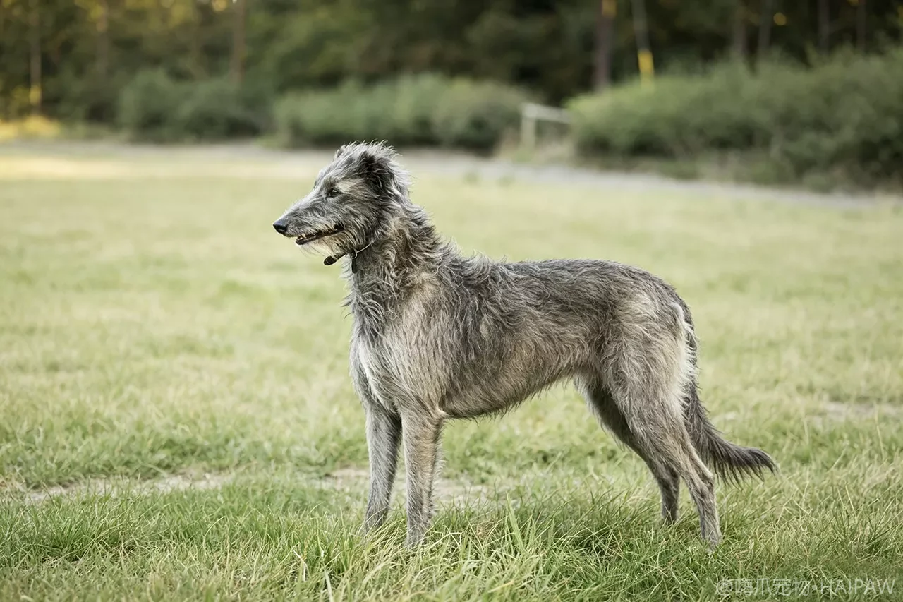 苏格兰猎鹿犬品种图鉴：性格、饲养难度与适合人群全解析