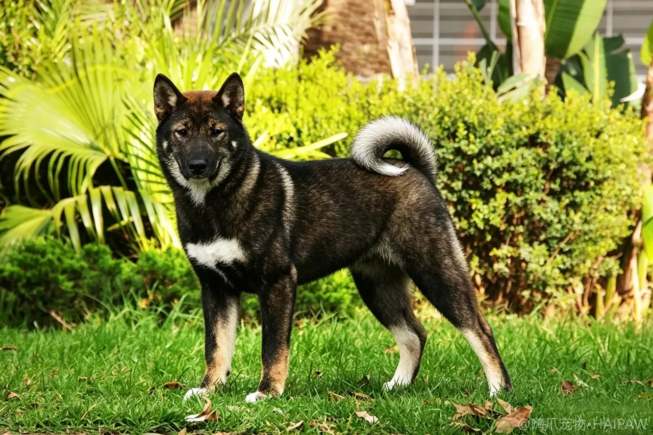 四国犬品种图鉴：性格、饲养难度与适合人群全解析