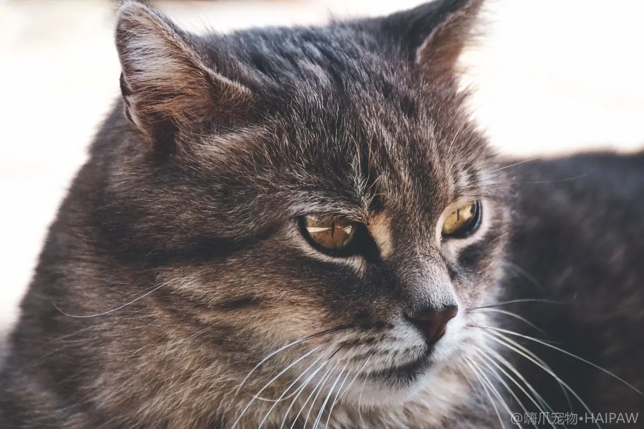 捡到没猫妈的小奶猫该怎么喂？人工哺乳的奶瓶选择、喂奶姿势与喂养频次一次讲清