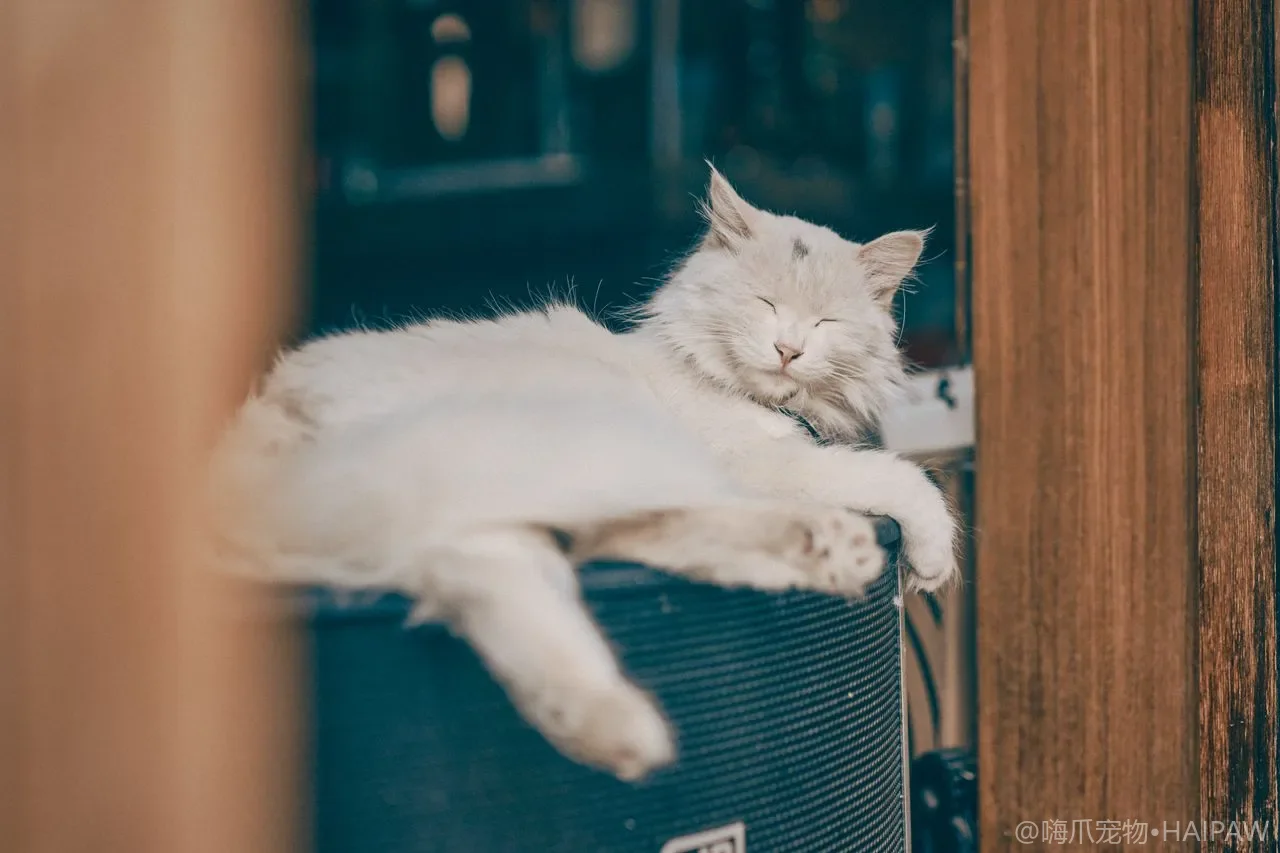 小猫多大接回家最合适？满月抱走的隐患与十二周接猫的科学依据