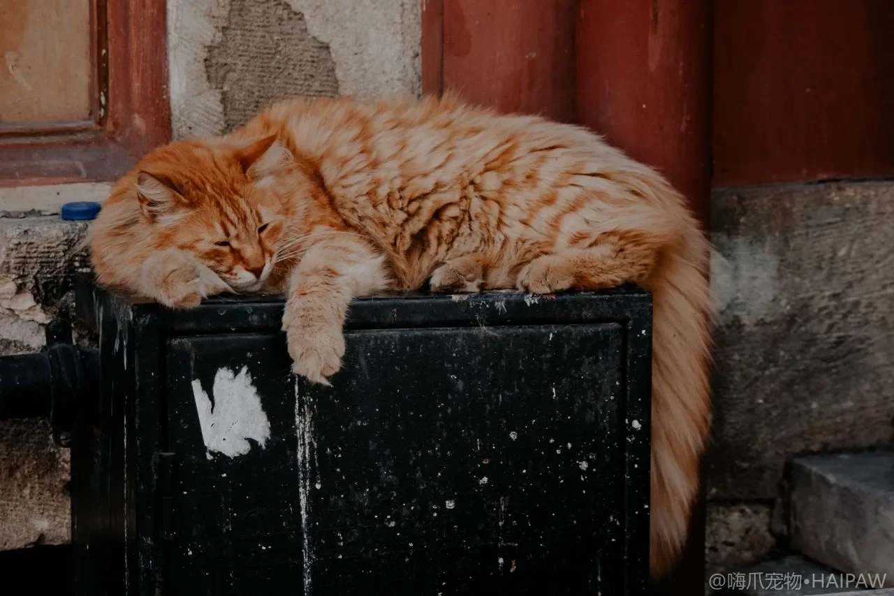 幼猫第一次用猫砂怎么教？引导时机训练步骤与常见失误避坑