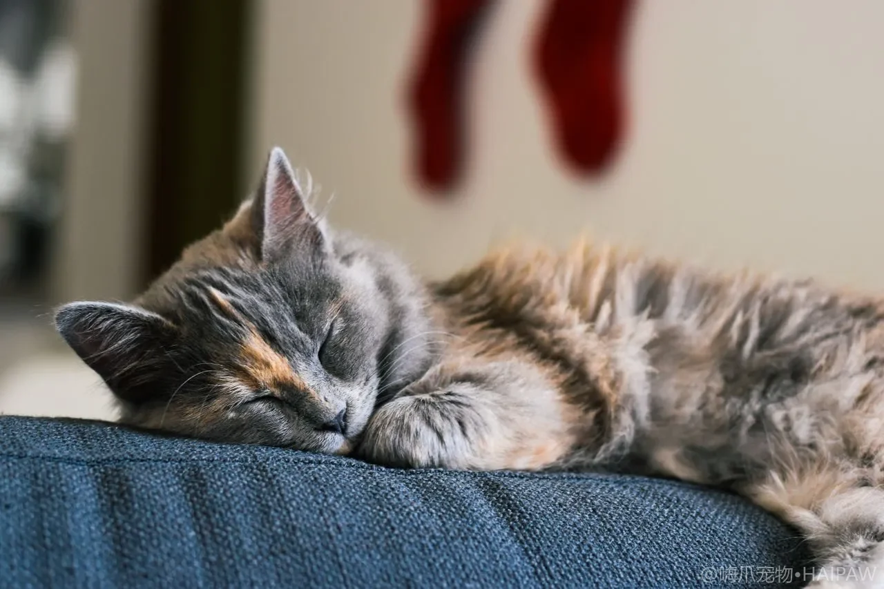 猫咪嘴巴很臭还不愿意吃饭是怎么回事?从口炎看猫口腔炎症的识别与治疗选择 猫咪嘴巴很臭还不愿意吃饭是怎么回事?从口炎看猫口腔炎症的识别与治疗选择