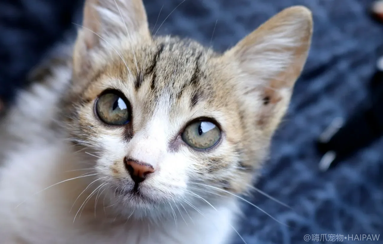 猫咪为什么对甜味无动于衷？从猫的味觉地图看懂适口性背后的真相
