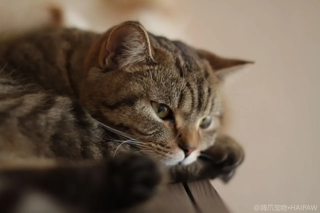 猫能不能吃蔬菜？南瓜西兰花胡萝卜哪些安全哪些绝对禁忌