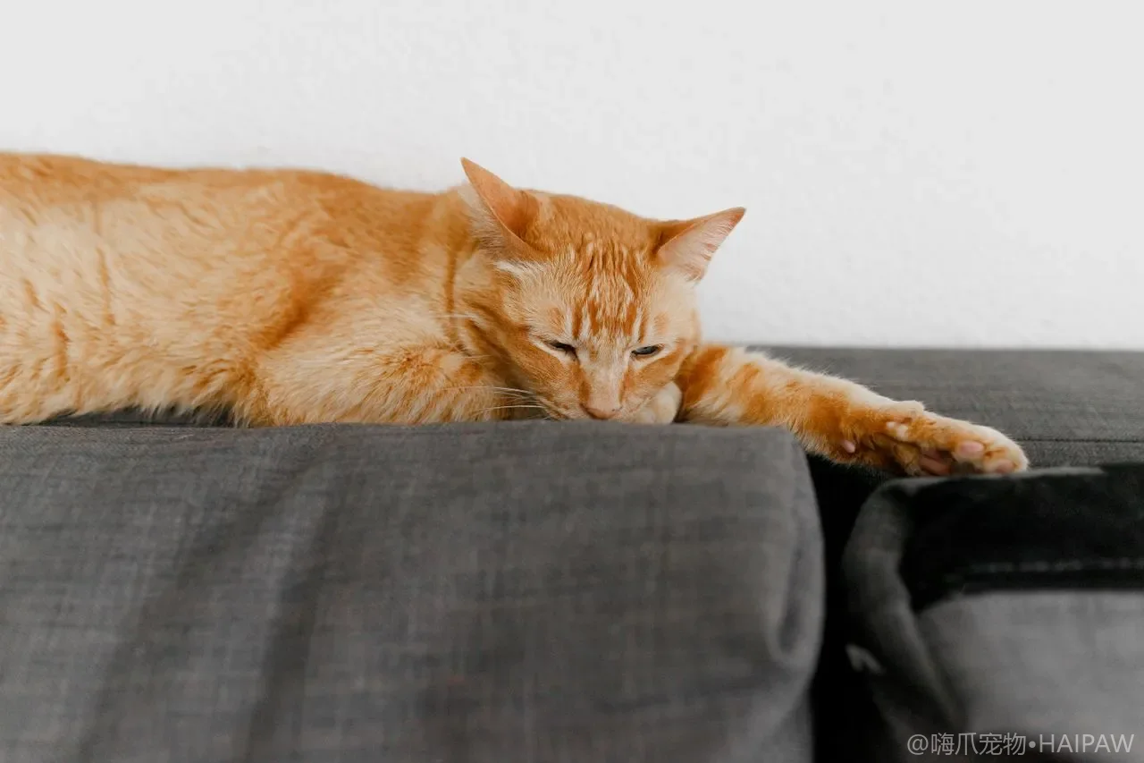 猫一天到底要喝多少水才算够？从饮水量标准到缺水信号的自查清单