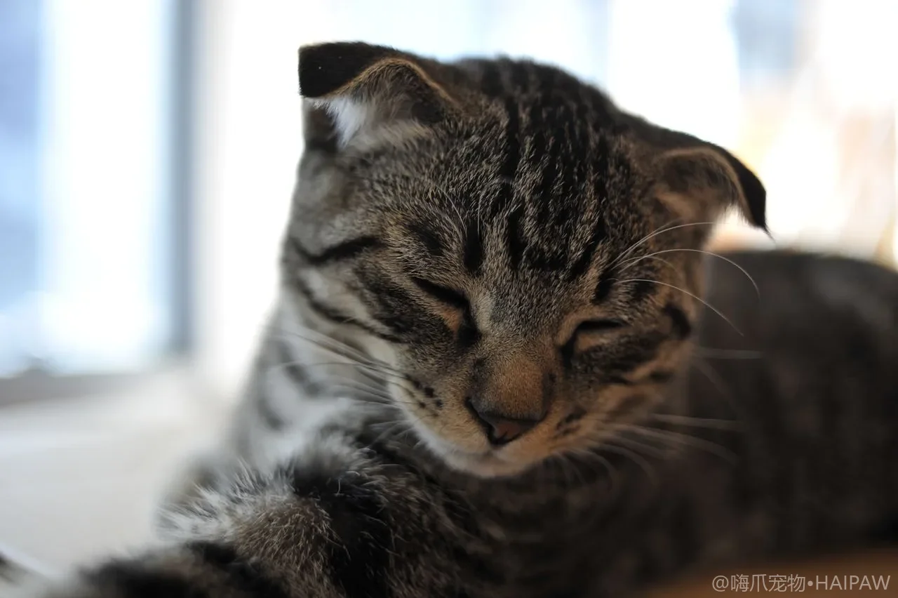 猫能不能吃人类餐桌上的饭菜？常见人食对猫的利与弊以及安全喂法的全面解答