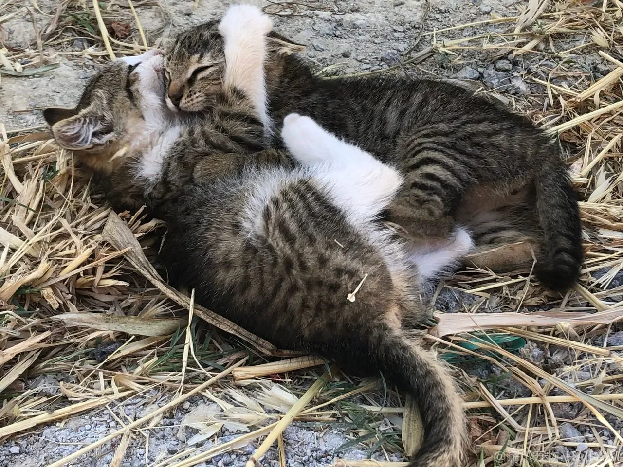 猫过了七岁饮食就得换思路，老年猫营养调整与换粮过渡的完整方案